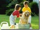 kids washing dog