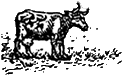 A Waterford cow