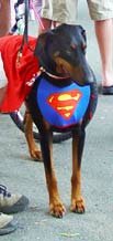 superdog