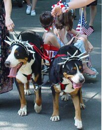 dogs pulling a wagon