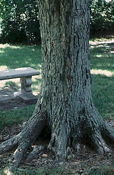 Black maple bark
