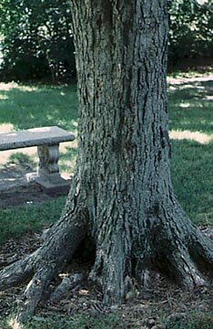 Black maple bark