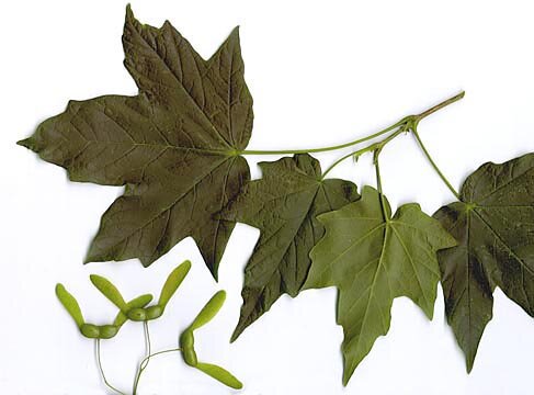 Black maple leaf