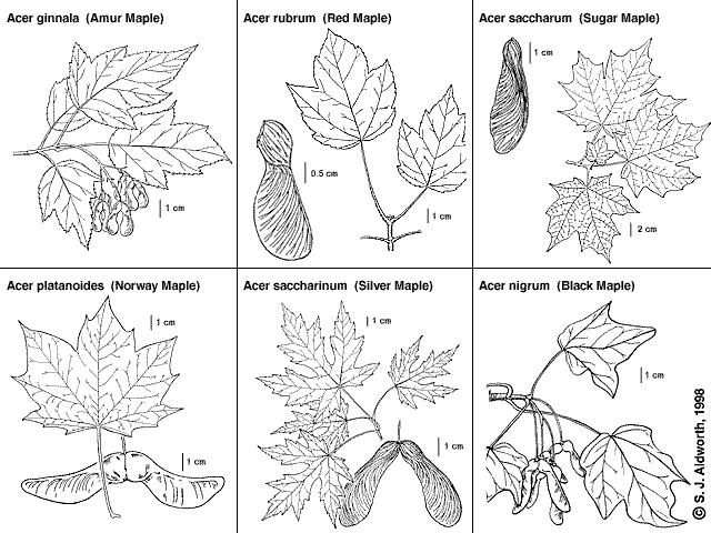 Maple leaf comparison