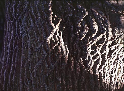 Norway maple bark