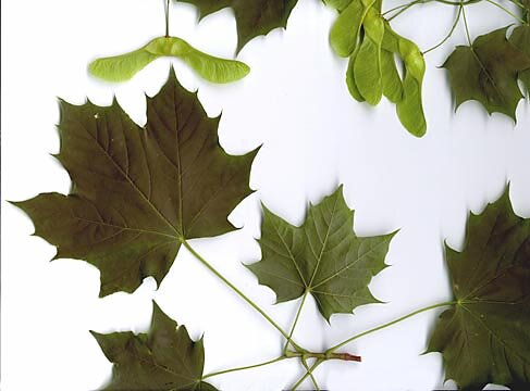 Norway maple leaf