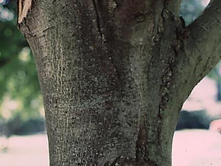 red maple bark