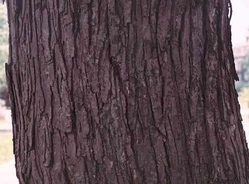Silver maple bark