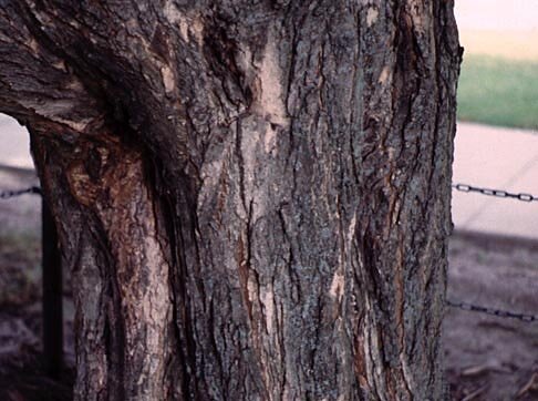 Sugar maple bark