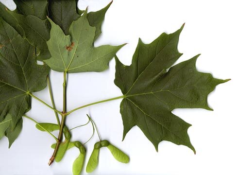 Sugar maple leaf
