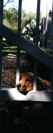 Dog relaxing in Waterford Virginia